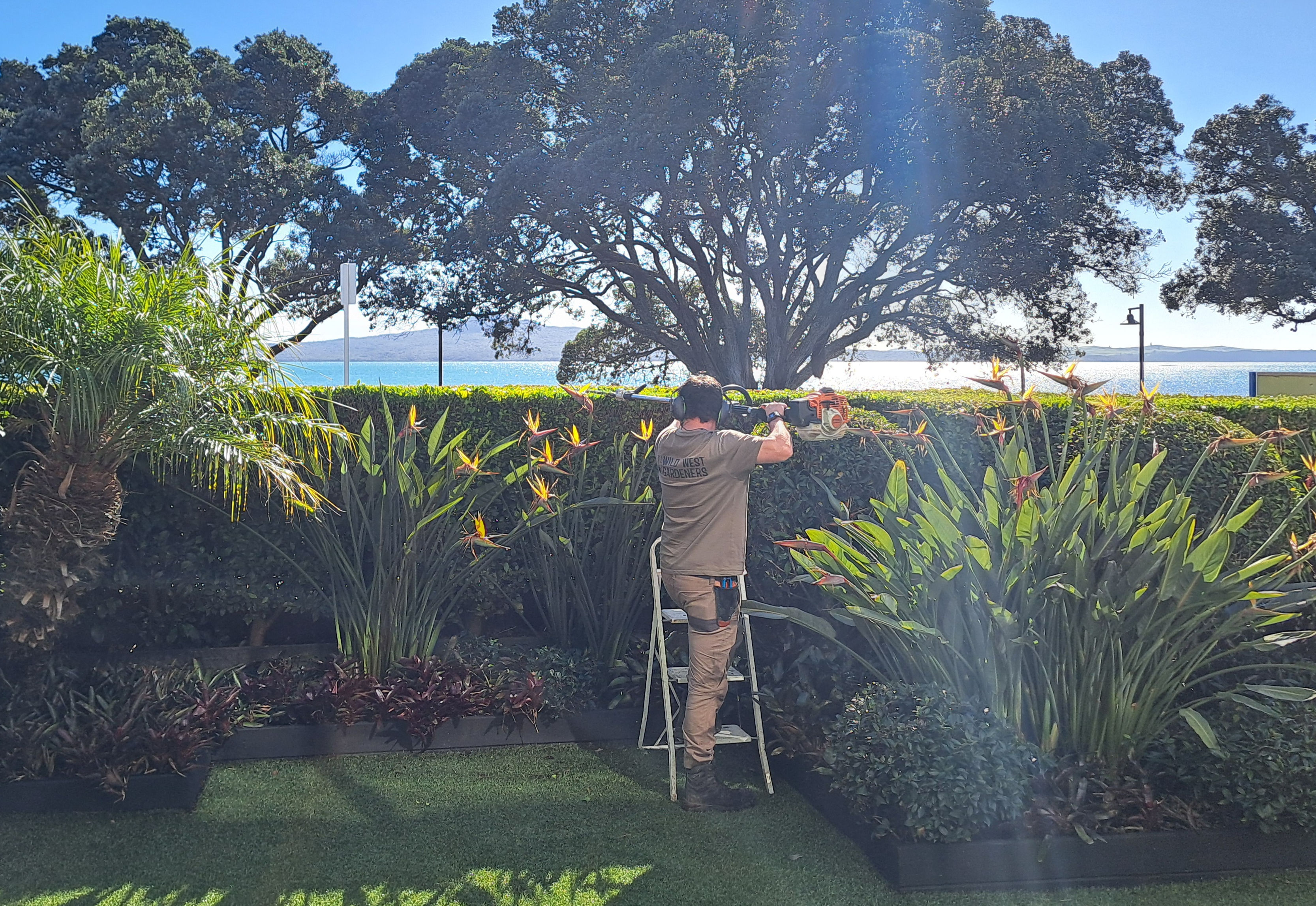 Expert hedge trimming and pruning service in Auckland